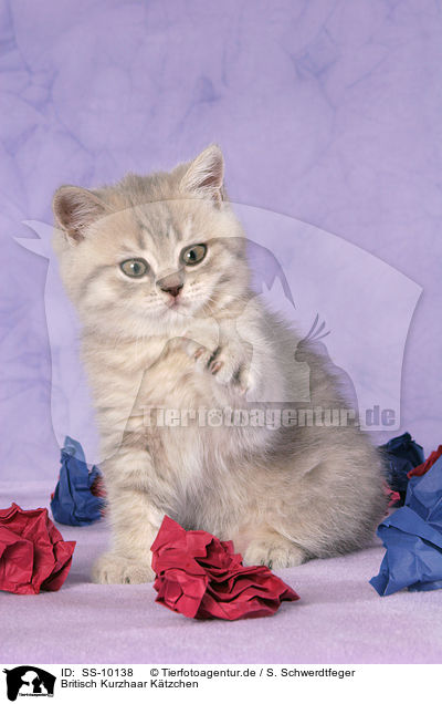 Britisch Kurzhaar Ktzchen / British Shorthair Kitten / SS-10138