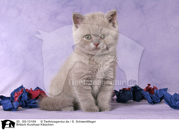 Britisch Kurzhaar Ktzchen / British Shorthair Kitten / SS-10169
