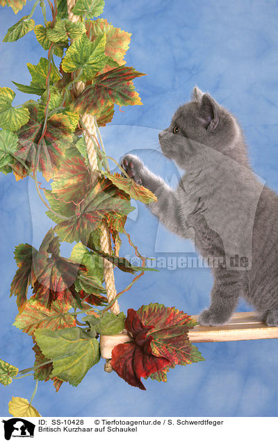 Britisch Kurzhaar auf Schaukel / British Shorthair kitten on swing / SS-10428