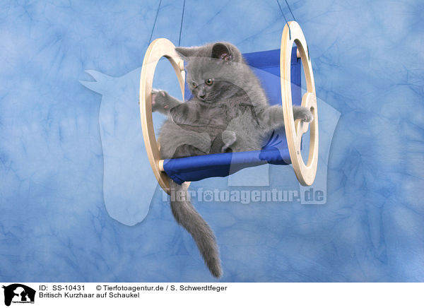 Britisch Kurzhaar auf Schaukel / British Shorthair kitten on swing / SS-10431