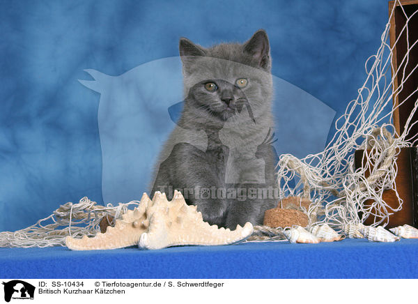 Britisch Kurzhaar Ktzchen / British Shorthair Kitten / SS-10434