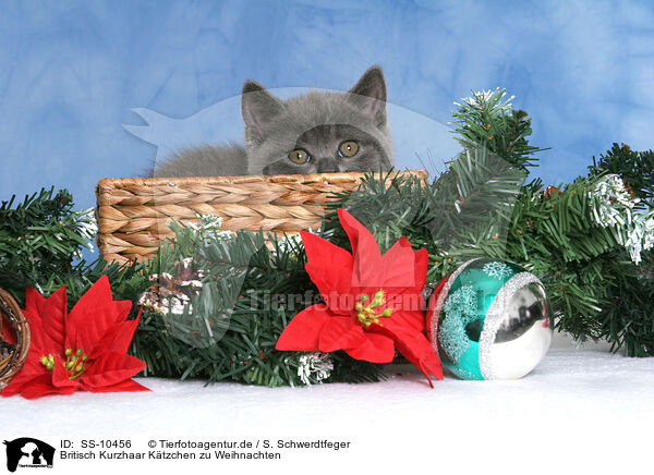 Britisch Kurzhaar Ktzchen zu Weihnachten / British Shorthair Kitten at christmas / SS-10456
