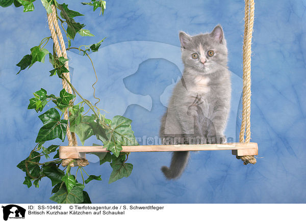 Britisch Kurzhaar Ktzchen auf Schaukel / British Shorthair Kitten on swing / SS-10462