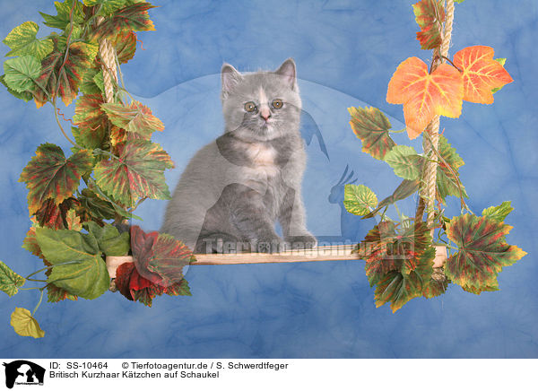 Britisch Kurzhaar Ktzchen auf Schaukel / British Shorthair Kitten on swing / SS-10464