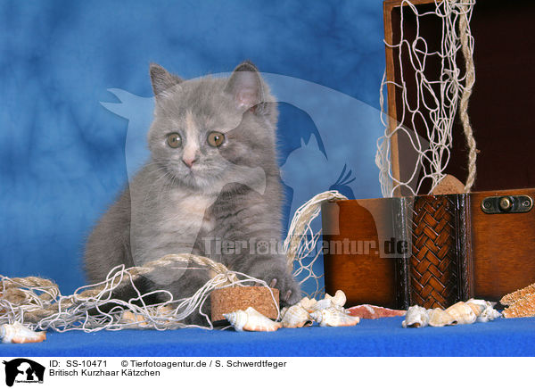 Britisch Kurzhaar Ktzchen / British Shorthair Kitten / SS-10471