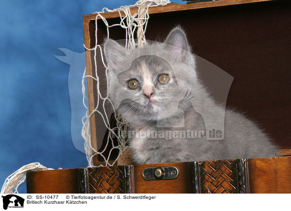 Britisch Kurzhaar Ktzchen / British Shorthair Kitten / SS-10477