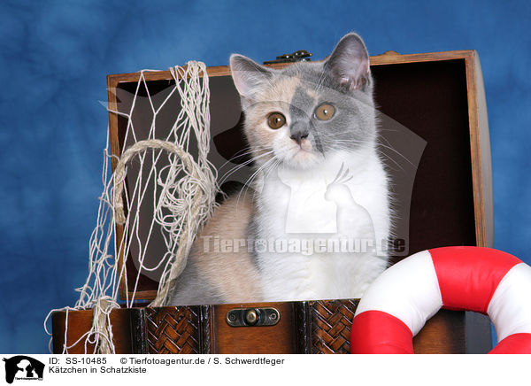 Ktzchen in Schatzkiste / Kitten in treasure chest / SS-10485