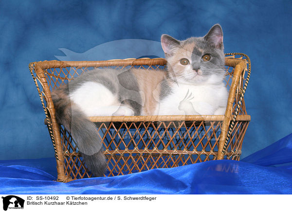 Britisch Kurzhaar Ktzchen / British Shorthair Kitten / SS-10492