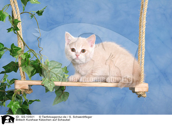 Britisch Kurzhaar Ktzchen auf Schaukel / British Shorthair Kitten on swing / SS-10501