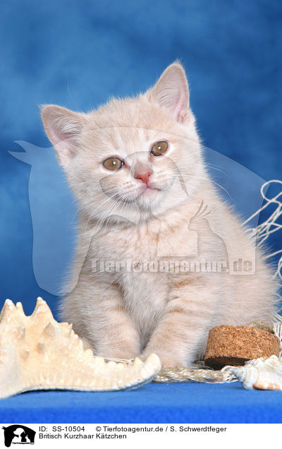 Britisch Kurzhaar Ktzchen / British Shorthair Kitten / SS-10504