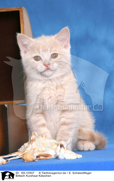 Britisch Kurzhaar Ktzchen / British Shorthair Kitten / SS-10507