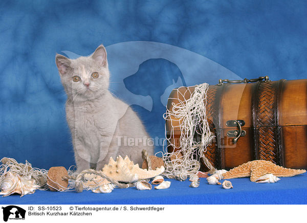 Britisch Kurzhaar Ktzchen / British Shorthair Kitten / SS-10523