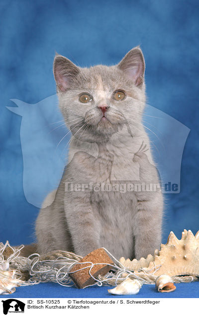 Britisch Kurzhaar Ktzchen / British Shorthair Kitten / SS-10525