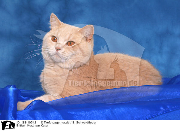 Britisch Kurzhaar Kater / British Shorthair tomcat / SS-10542