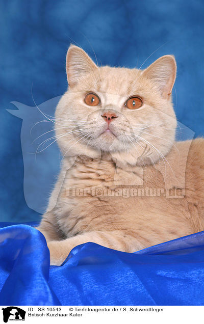 Britisch Kurzhaar Kater / British Shorthair tomcat / SS-10543