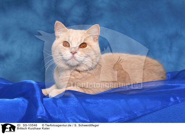 Britisch Kurzhaar Kater / British Shorthair tomcat / SS-10546