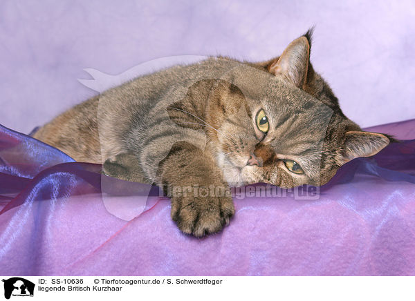 liegende Britisch Kurzhaar / lying British Shorthair / SS-10636