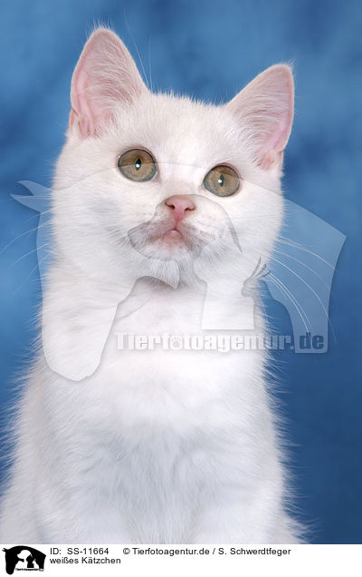 weies Ktzchen / white kitten / SS-11664