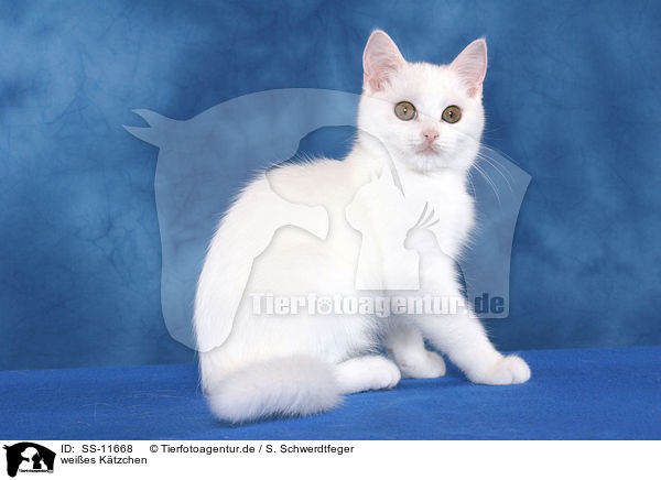 weies Ktzchen / white kitten / SS-11668