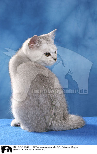 Britisch Kurzhaar Ktzchen / British Shorthair Kitten / SS-11682