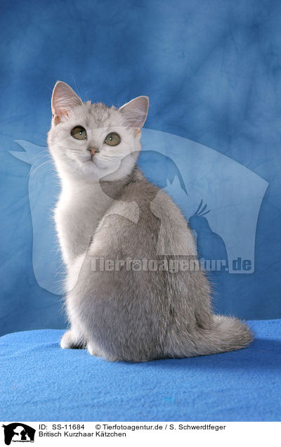 Britisch Kurzhaar Ktzchen / British Shorthair Kitten / SS-11684