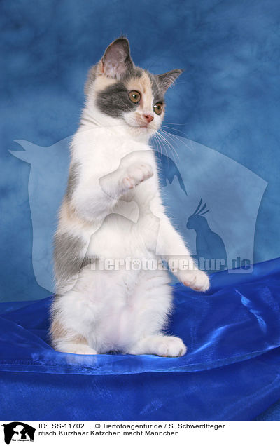 ritisch Kurzhaar Ktzchen macht Mnnchen / British Shorthair Kitten sit up and beg / SS-11702