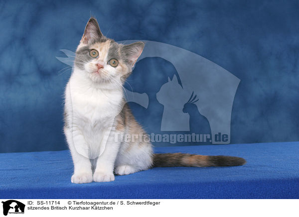 sitzendes Britisch Kurzhaar Ktzchen / sitting British Shorthair Kitten / SS-11714