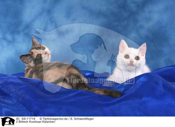 2 Britisch Kurzhaar Ktzchen / 2 British Shorthair Kitten / SS-11719