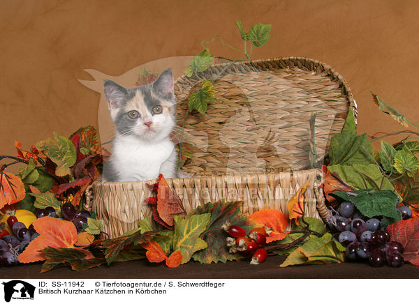 Britisch Kurzhaar Ktzchen in Krbchen / British Shorthair Kitten in basket / SS-11942