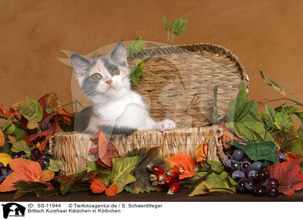 Britisch Kurzhaar Ktzchen in Krbchen / British Shorthair Kitten in basket / SS-11944