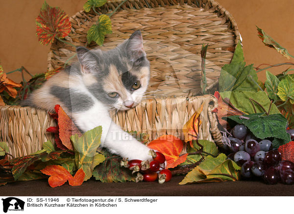 Britisch Kurzhaar Ktzchen in Krbchen / British Shorthair Kitten in basket / SS-11946