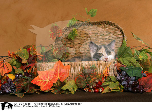 Britisch Kurzhaar Ktzchen in Krbchen / British Shorthair Kitten in basket / SS-11948