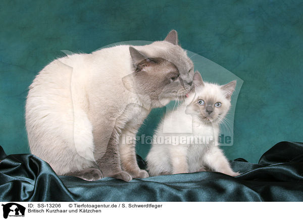 Britisch Kurzhaar und Ktzchen / British Shorthair and kitten / SS-13206