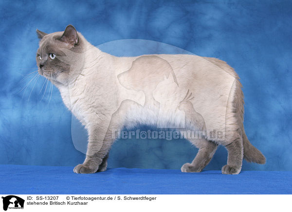 stehende Britisch Kurzhaar / standing British Shorthair / SS-13207