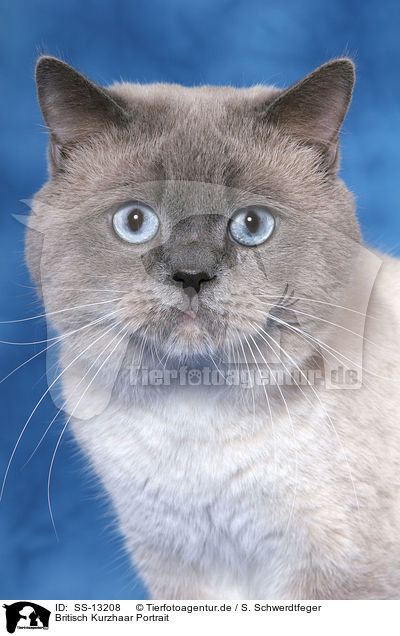 Britisch Kurzhaar Portrait / British Shorthair Portrait / SS-13208