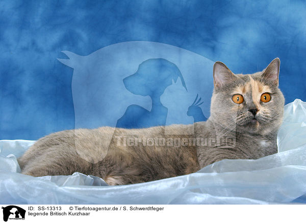 liegende Britisch Kurzhaar / lying British Shorthair / SS-13313