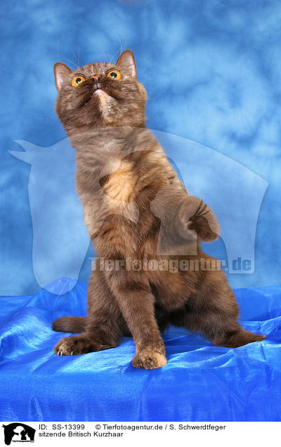 sitzende Britisch Kurzhaar / sitting British Shorthair / SS-13399