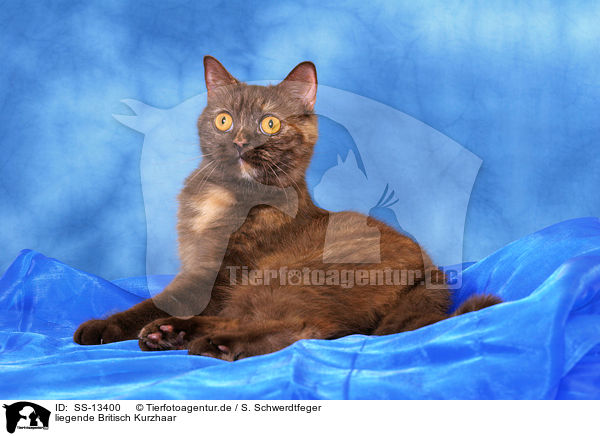 liegende Britisch Kurzhaar / lying British Shorthair / SS-13400