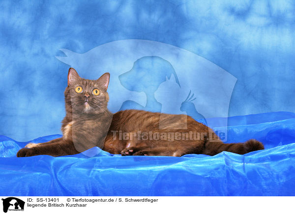 liegende Britisch Kurzhaar / lying British Shorthair / SS-13401