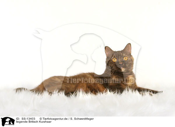 liegende Britisch Kurzhaar / lying British Shorthair / SS-13403