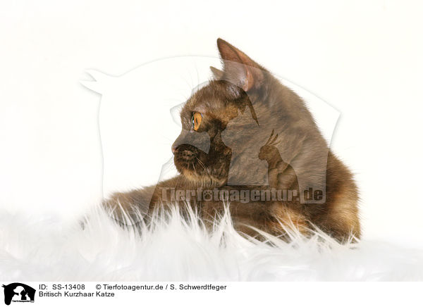 Britisch Kurzhaar Katze / British Shorthair she-cat / SS-13408