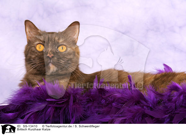 Britisch Kurzhaar Katze / British Shorthair she-cat / SS-13410