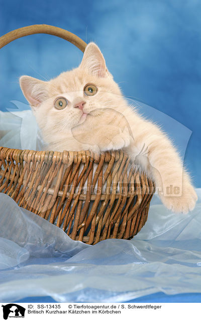 Britisch Kurzhaar Ktzchen im Krbchen / British Shorthair kitten in basket / SS-13435