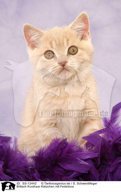 Britisch Kurzhaar Ktzchen mit Federboa / British Shorthair kitten with feather boa / SS-13442