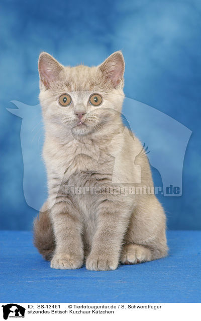 sitzendes Britisch Kurzhaar Ktzchen / sitting British Shorthair kitten / SS-13461