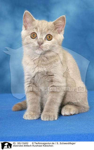 sitzendes Britisch Kurzhaar Ktzchen / sitting British Shorthair kitten / SS-13462