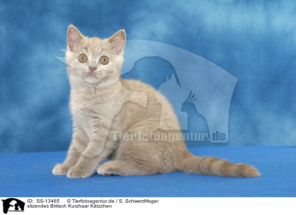 sitzendes Britisch Kurzhaar Ktzchen / sitting British Shorthair kitten / SS-13465