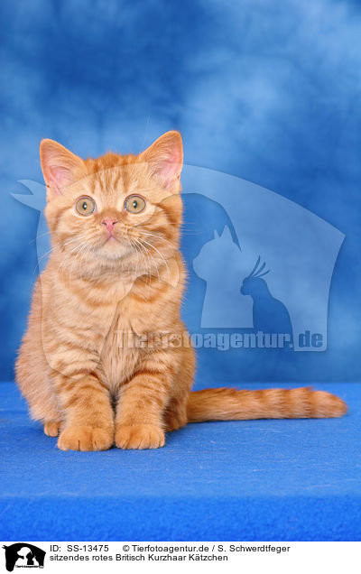 sitzendes rotes Britisch Kurzhaar Ktzchen / sitting red British Shorthair kitten / SS-13475