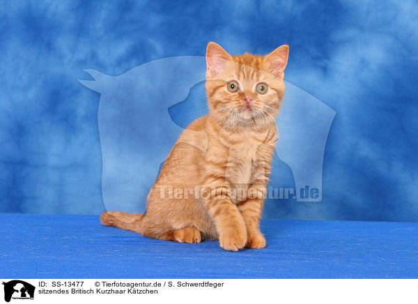 sitzendes Britisch Kurzhaar Ktzchen / sitting British Shorthair kitten / SS-13477