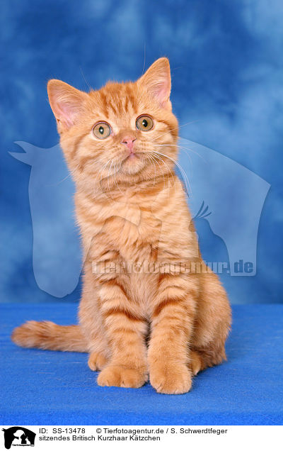 sitzendes Britisch Kurzhaar Ktzchen / sitting British Shorthair kitten / SS-13478